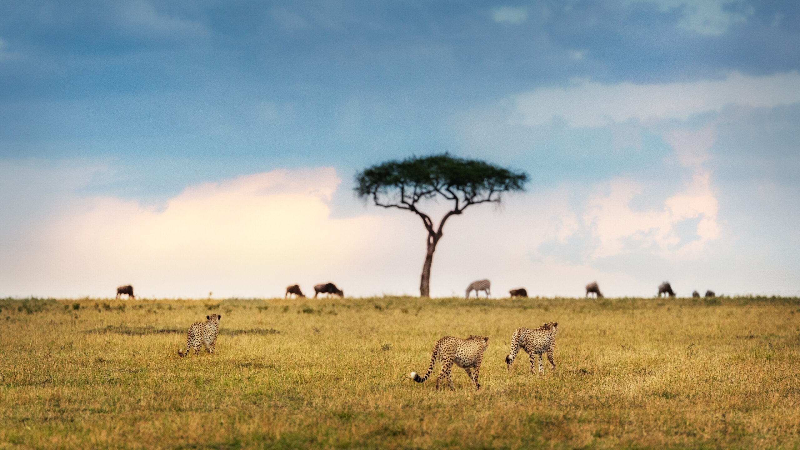 2-Day Serengeti Fly-In Fly-Out Expedition