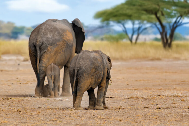4-Day Luxury Romantic Honeymoon Safari in Tanzania
