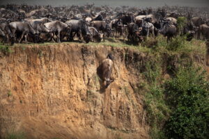 8-Day Mid-Range Great Migration Safari (July-October)
