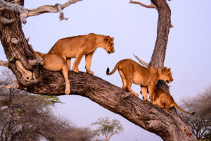 5-Day All-Inclusive Luxury Safari Experience